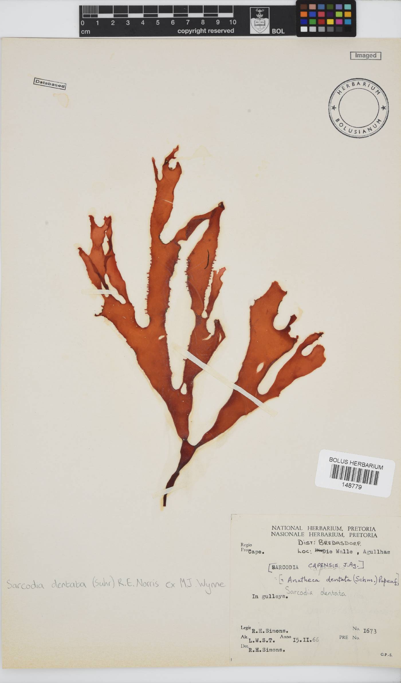 Sarcodia image