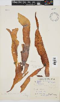 Sarcodia dentata image