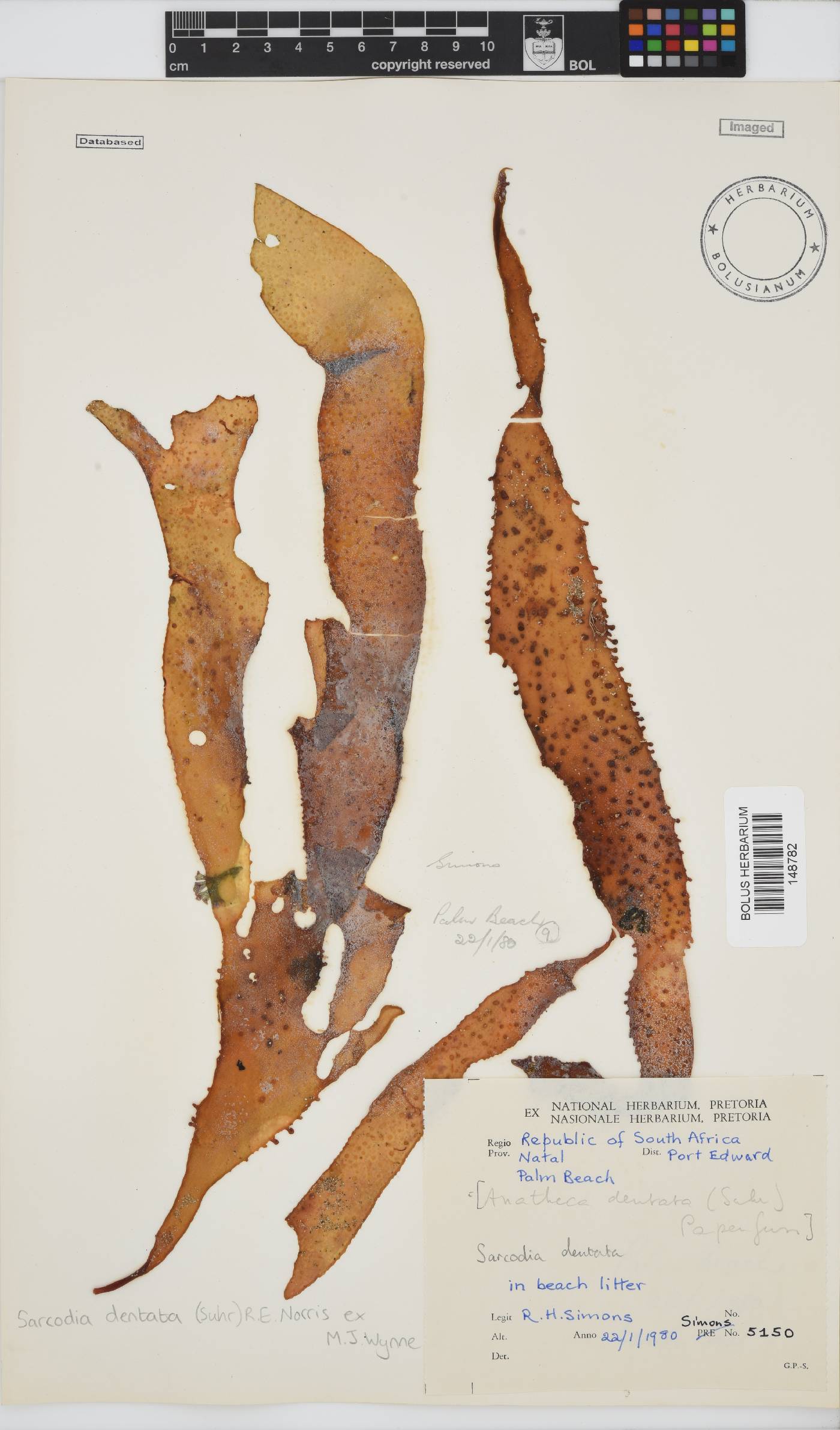 Sarcodia image