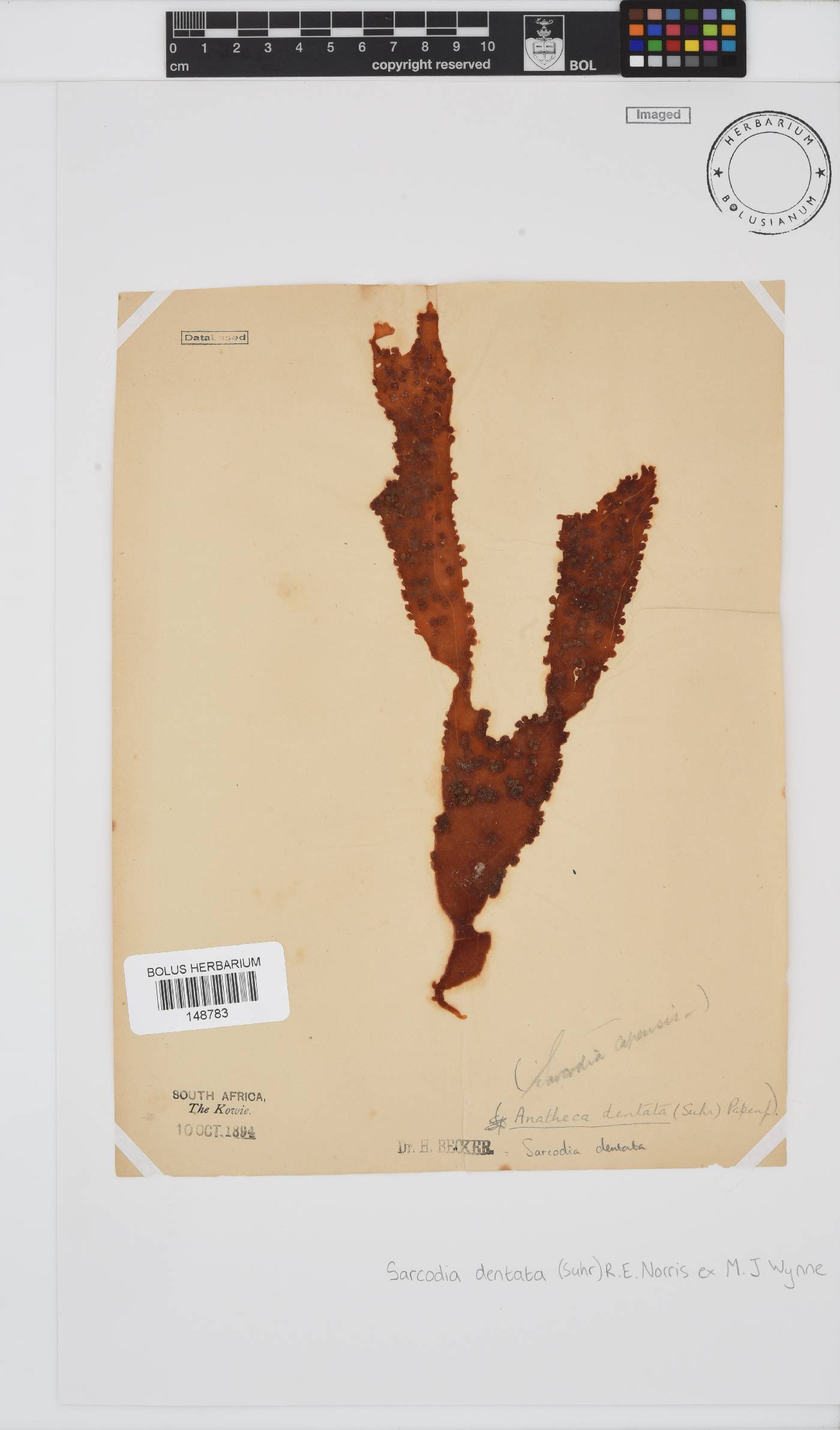 Sarcodia dentata image