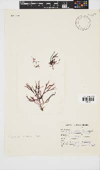 Rhodymenia natalensis image