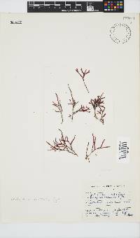Rhodymenia natalensis image