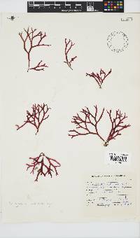Rhodymenia natalensis image