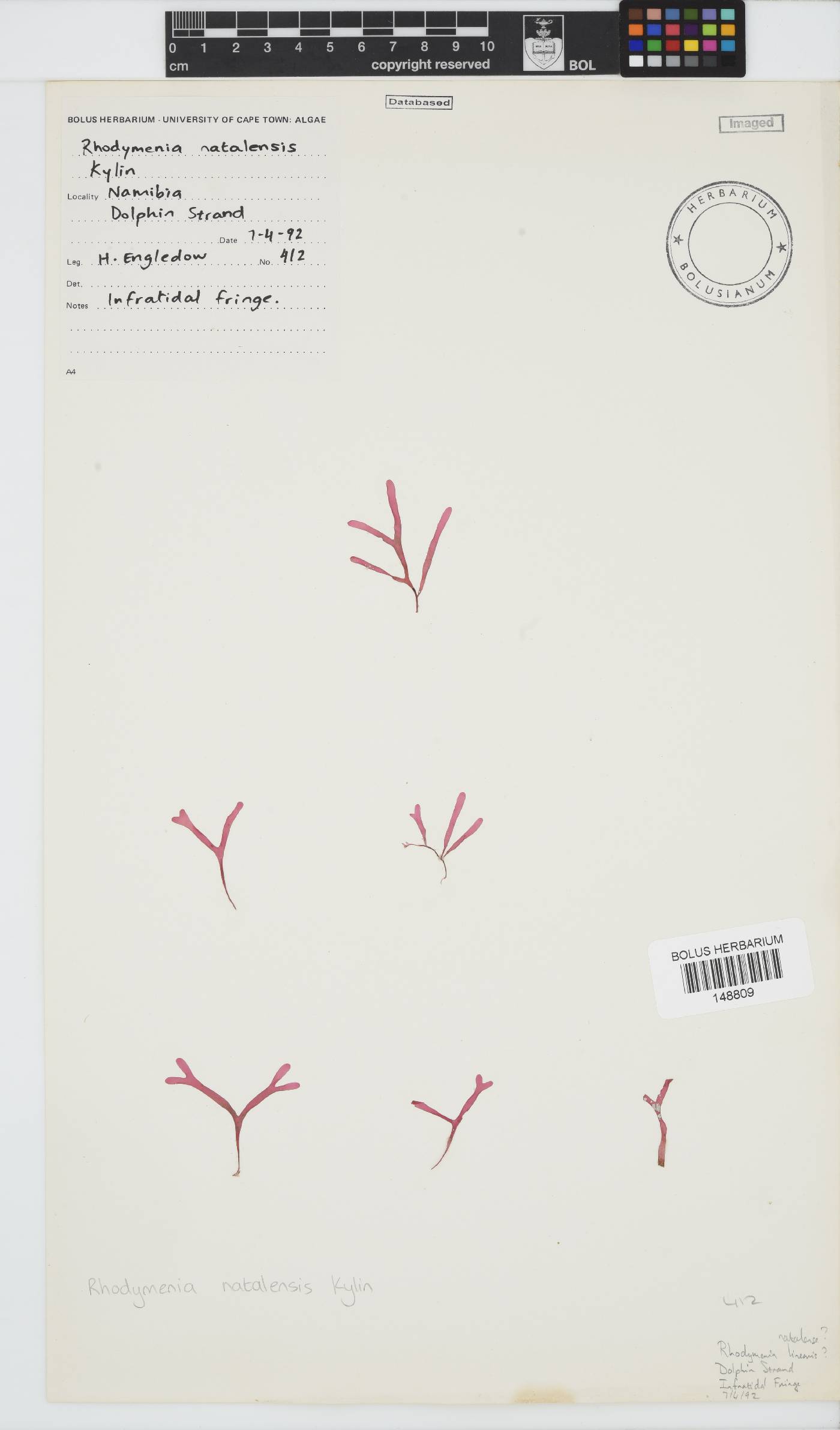 Rhodymeniaceae image