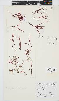 Rhodymenia natalensis image