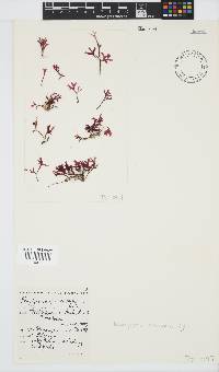 Rhodymenia natalensis image
