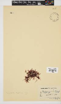 Rhodymenia natalensis image