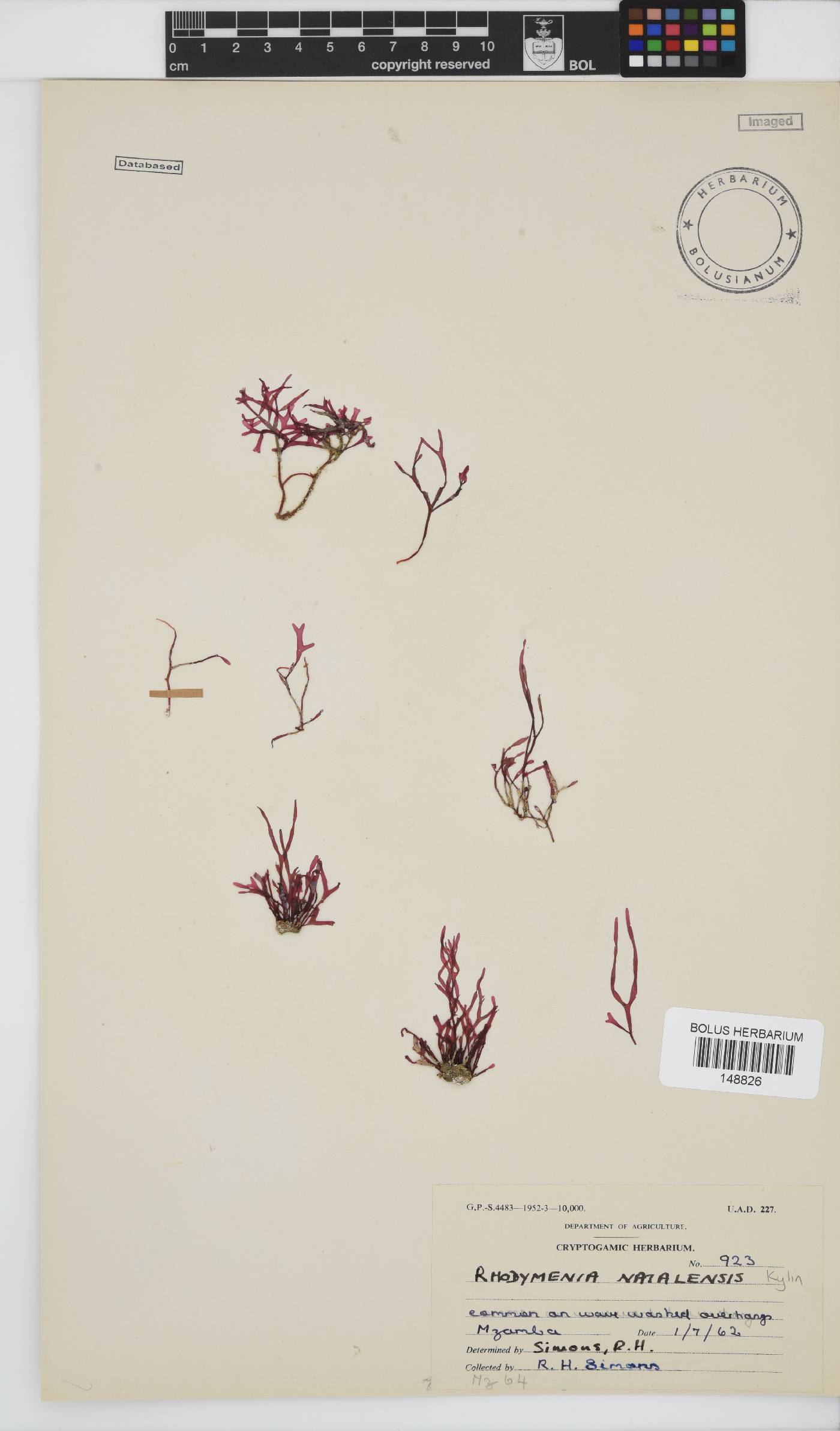 Rhodymenia natalensis image