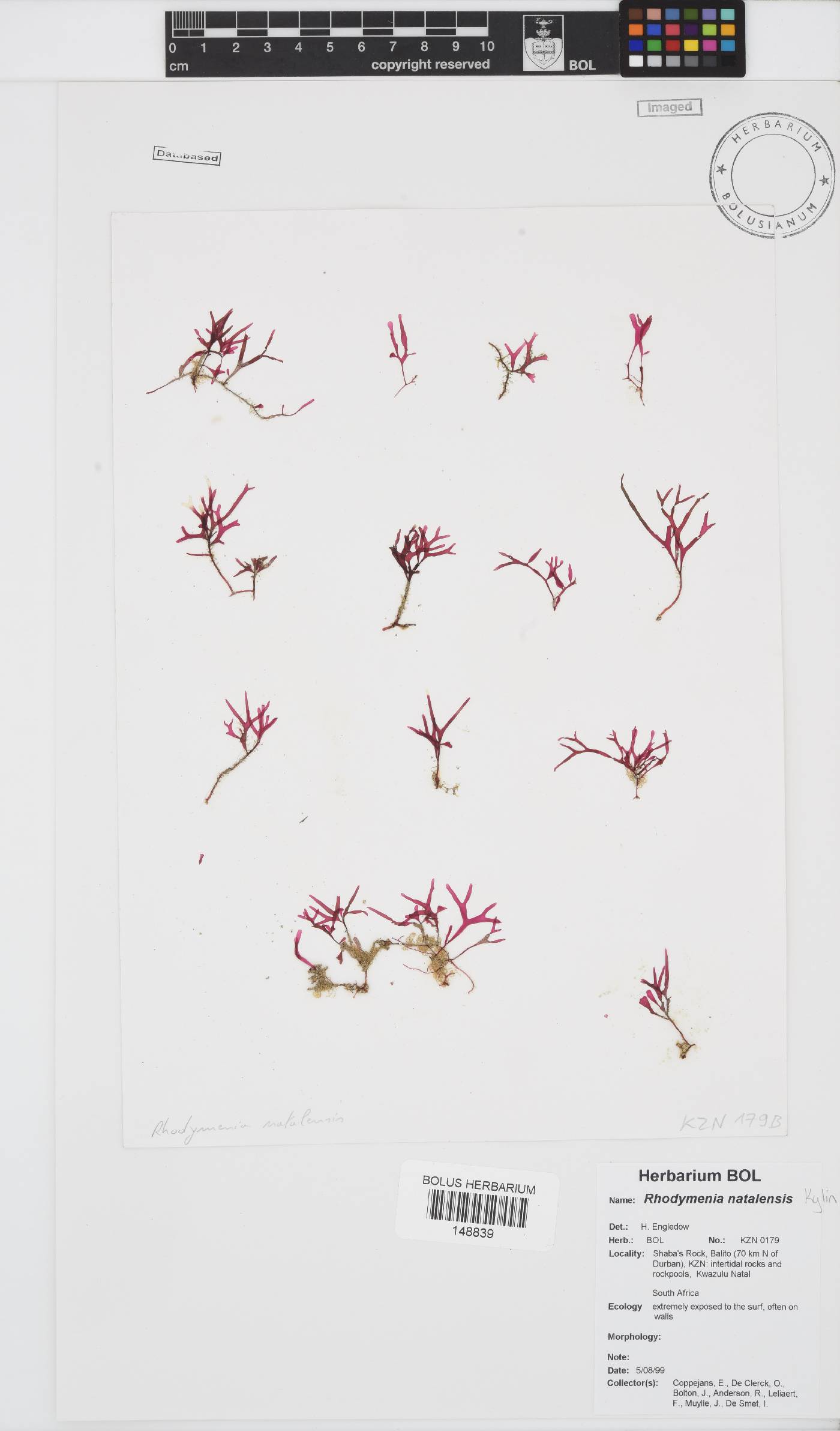 Rhodymenia natalensis image