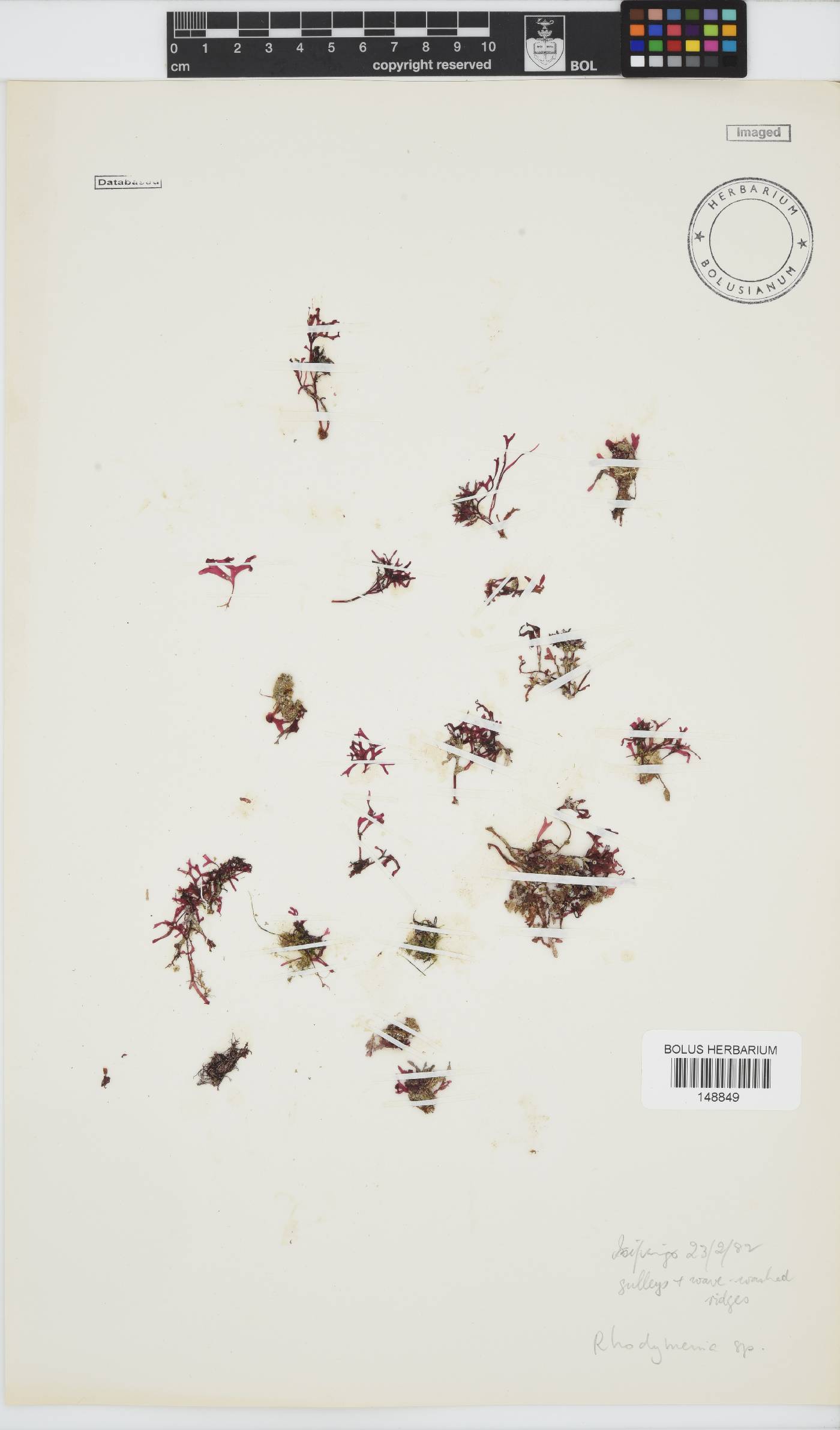 Rhodymeniaceae image