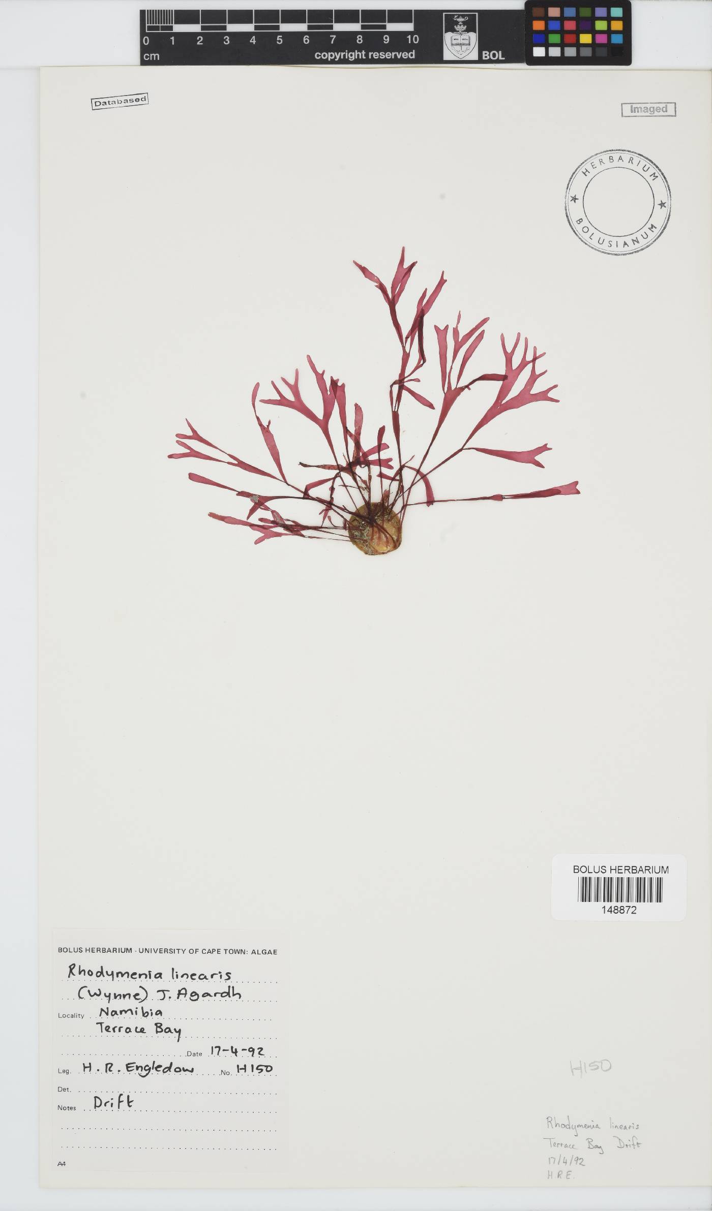 Rhodymenia linearis image