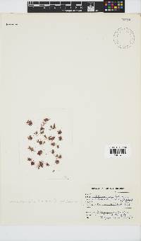 Image of Rhodothamniella floridula