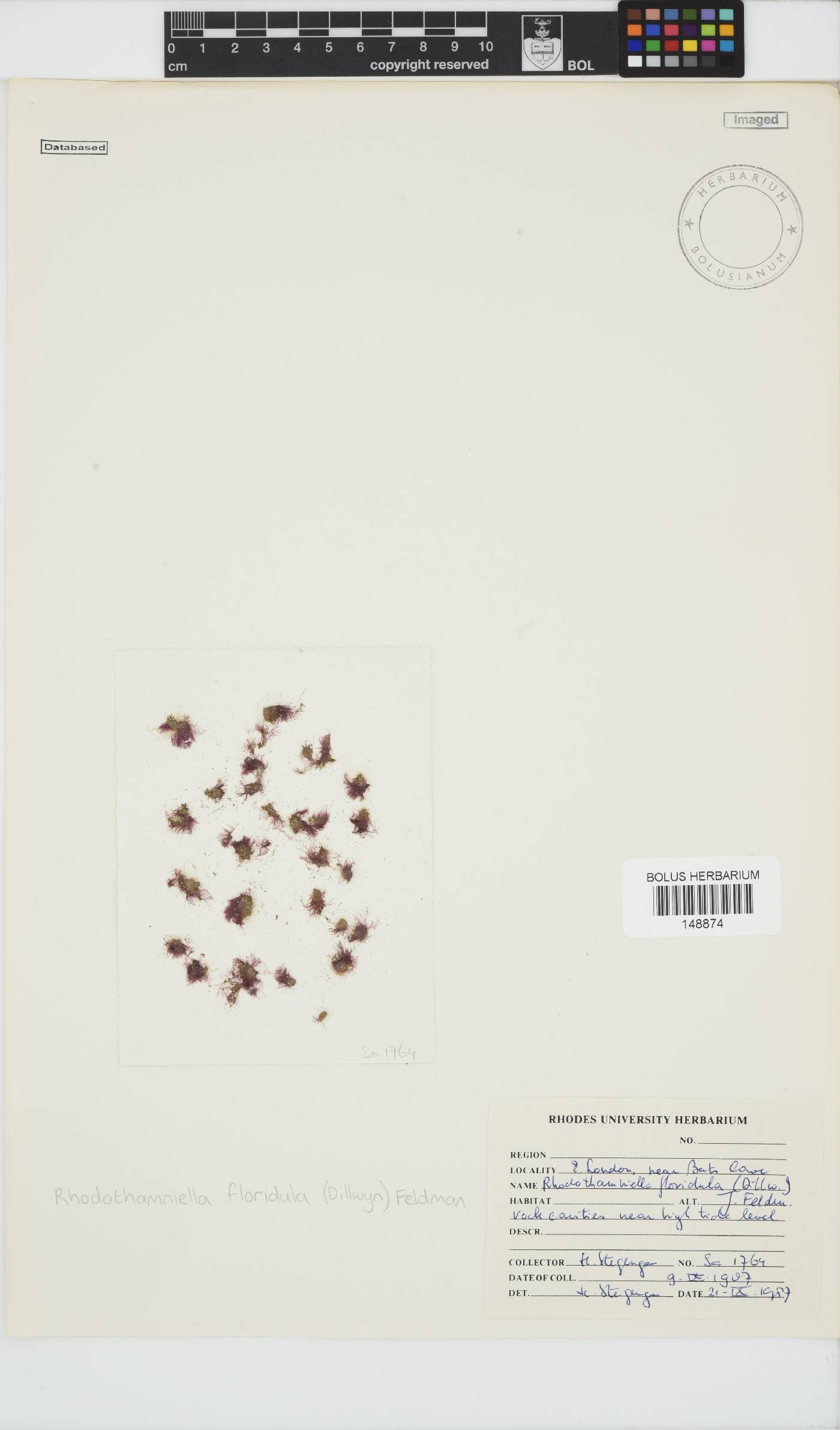 Rhodothamniella image