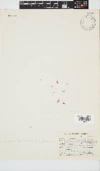 Rhodothamniella floridula image
