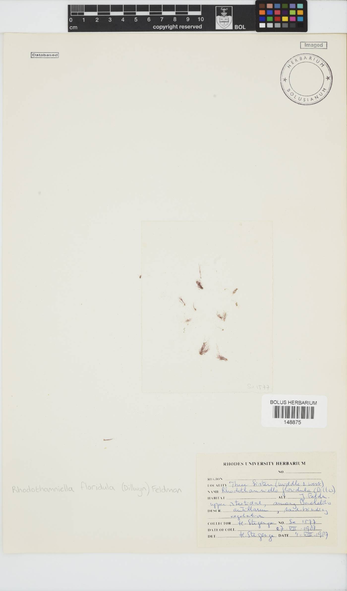 Rhodothamniella floridula image