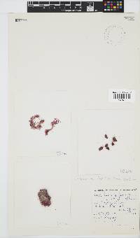 Rhodothamniella floridula image