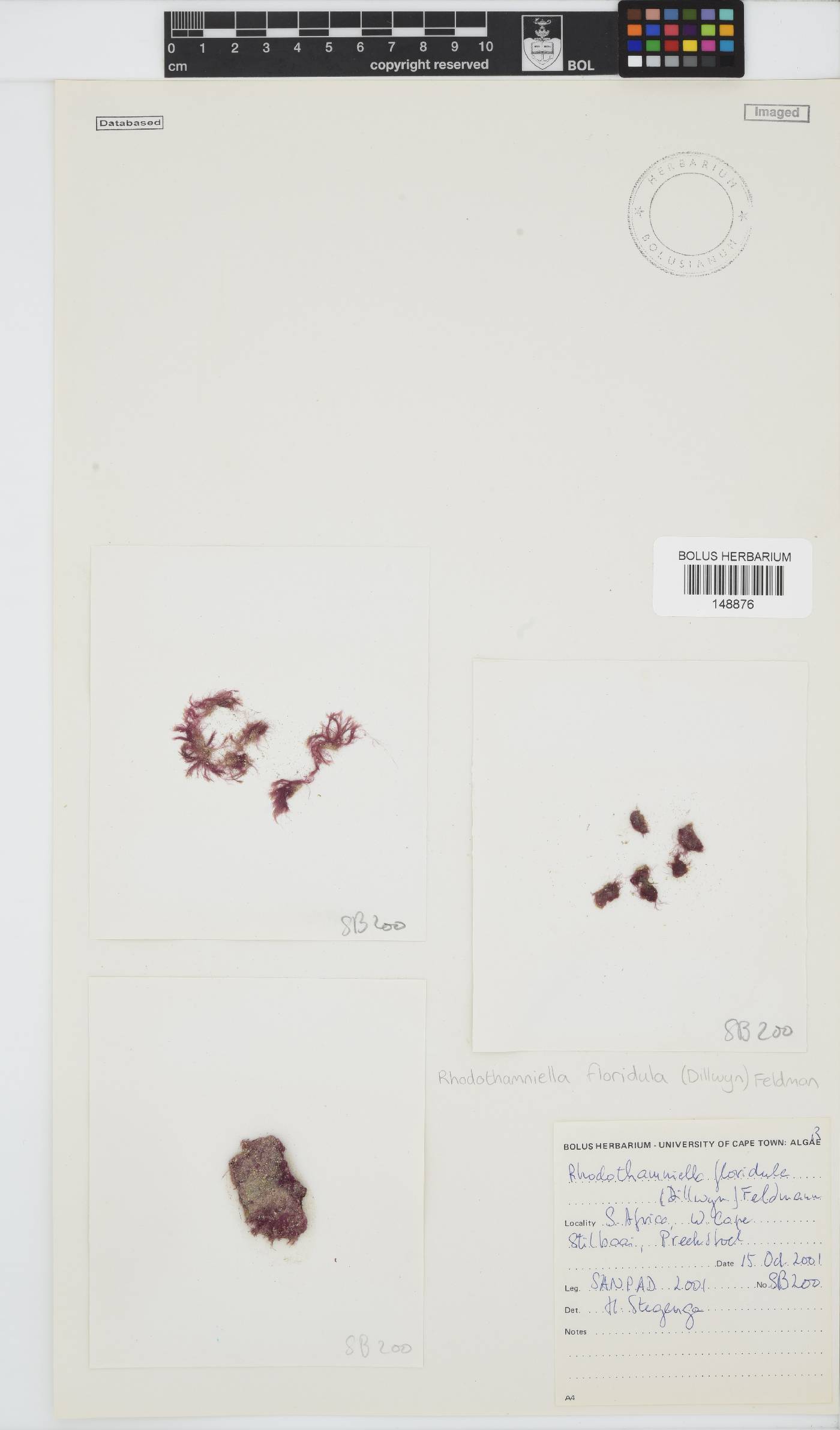 Rhodothamniella floridula image
