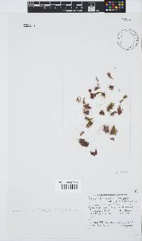 Rhodothamniella floridula image