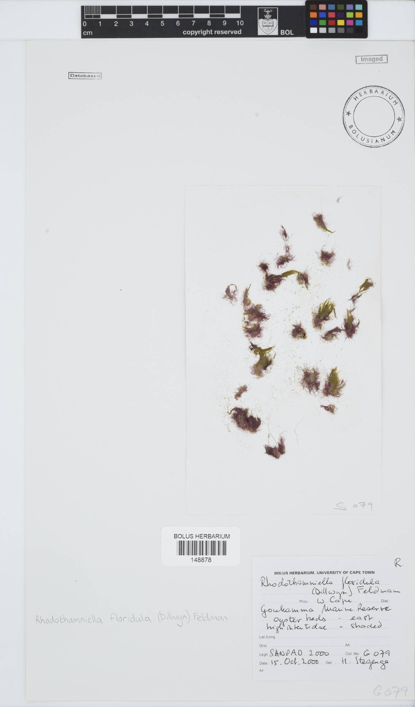 Rhodothamniella floridula image