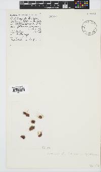 Rhodothamniella floridula image