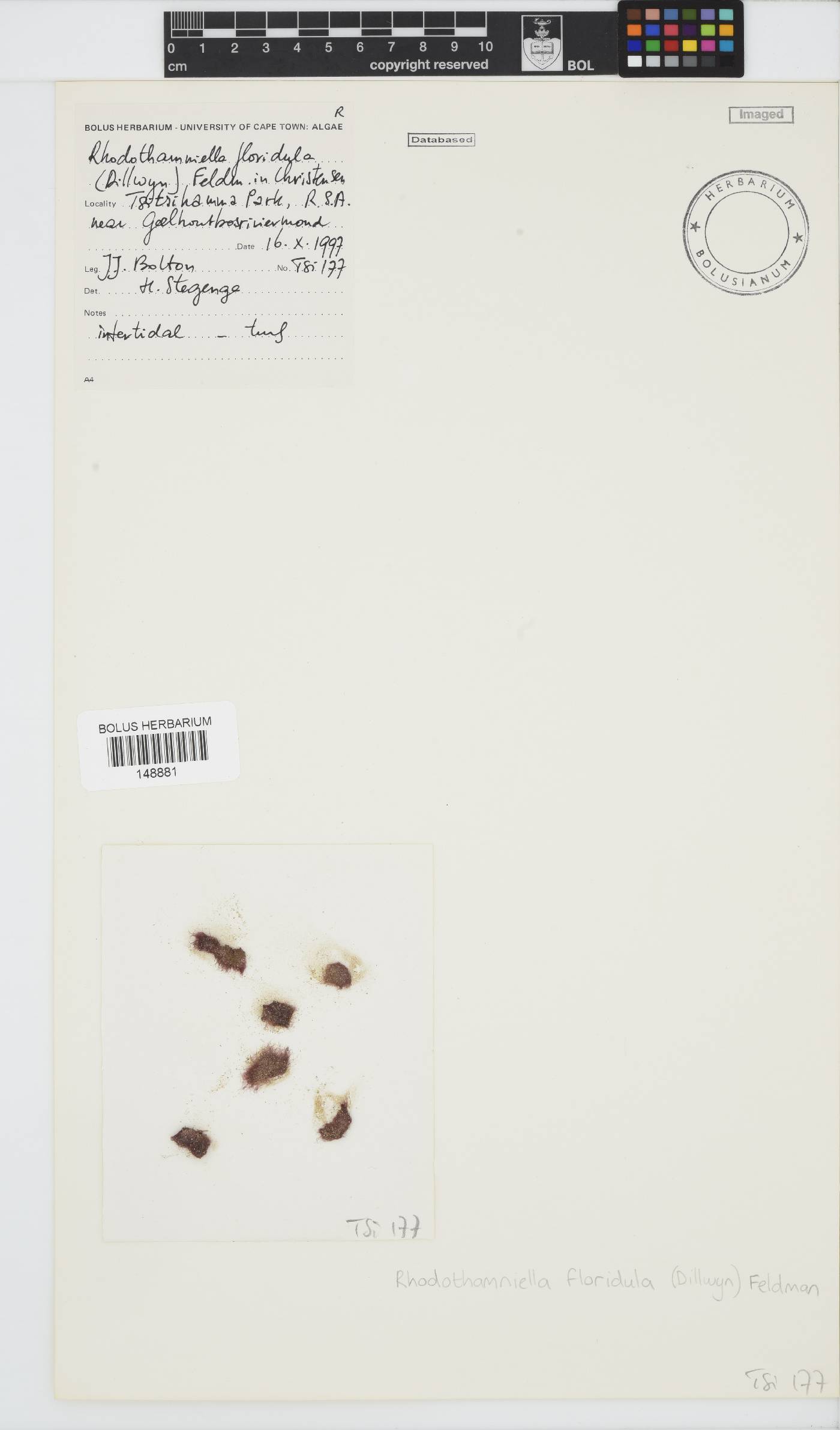 Rhodothamniella image