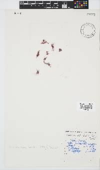 Rhodothamniella floridula image