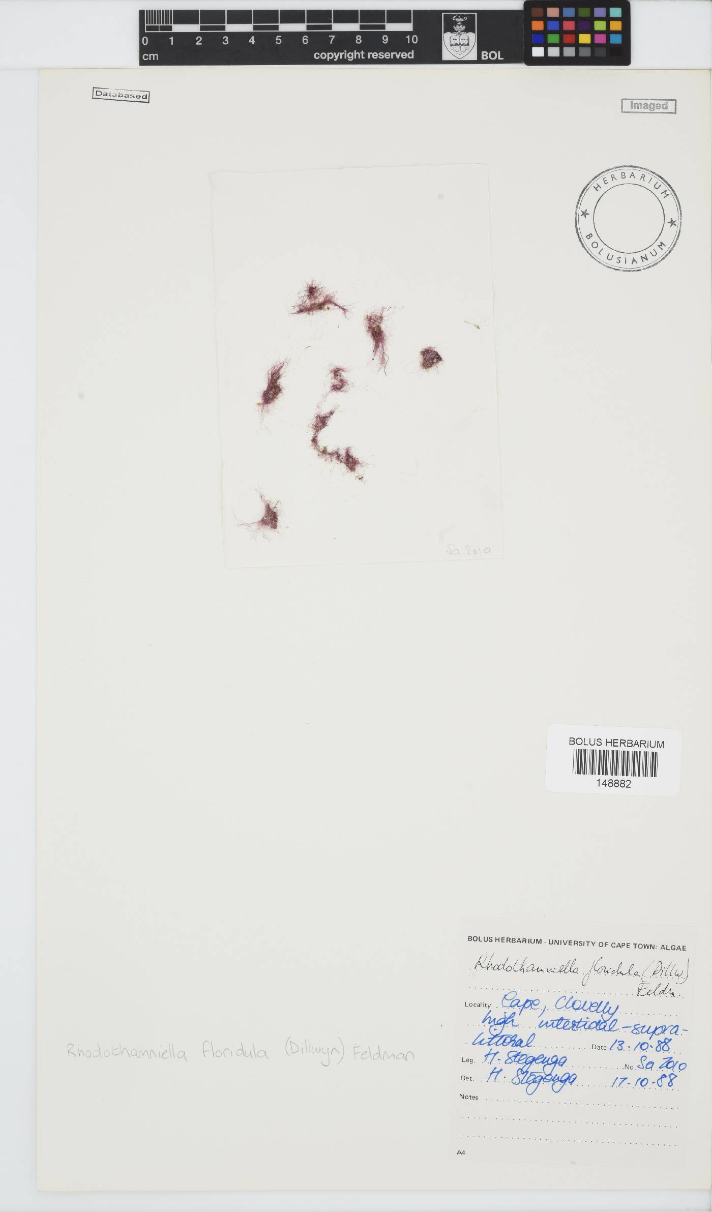 Rhodothamniella floridula image