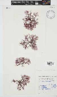 Rhodophyllis reptans image
