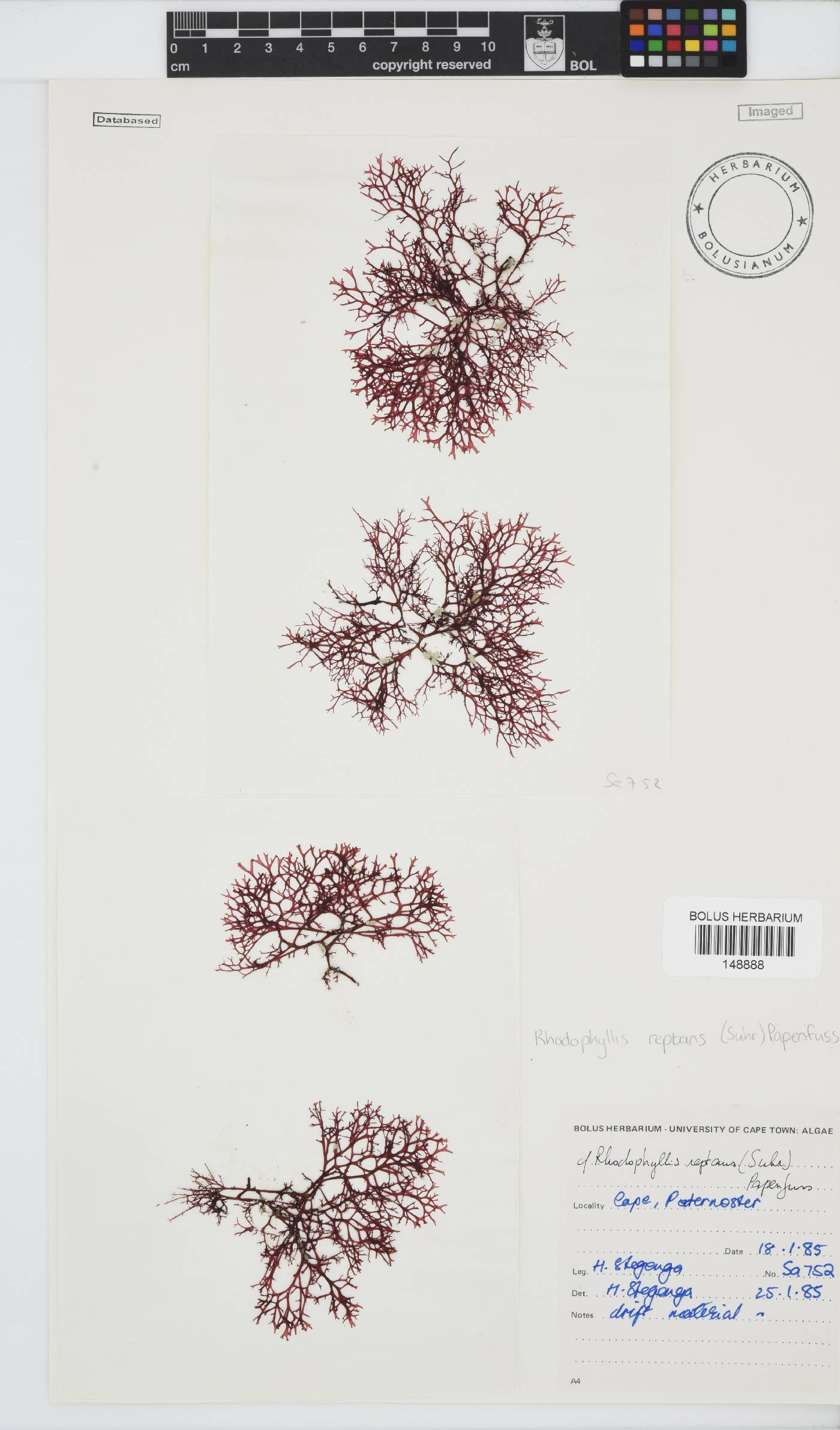 Cystocloniaceae image