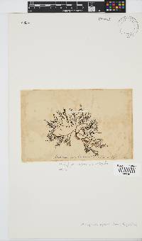 Rhodophyllis reptans image