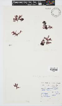 Rhodophyllis reptans image