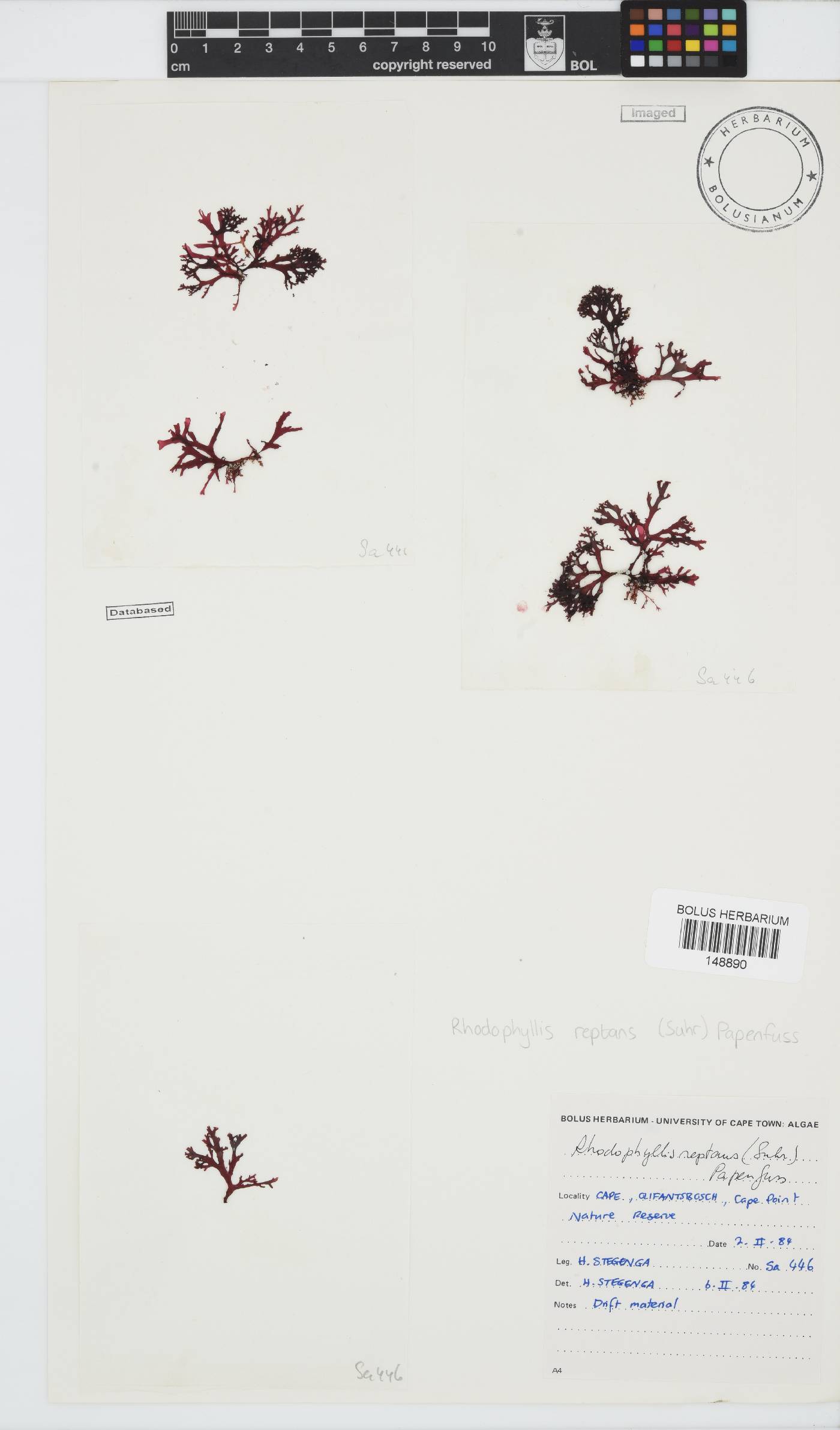 Rhodophyllis image