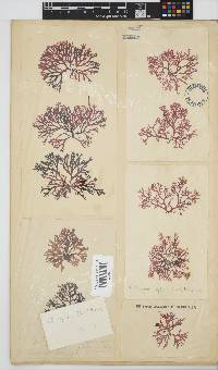 Rhodophyllis reptans image
