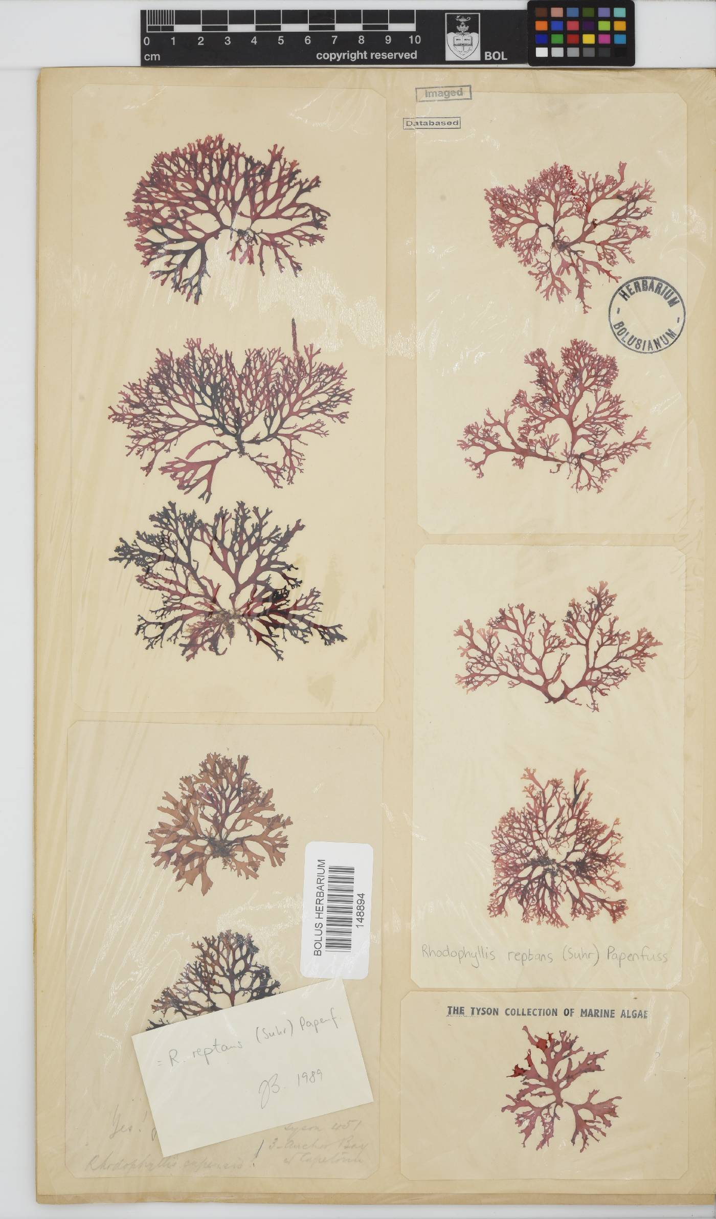 Rhodophyllis reptans image