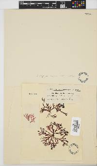 Rhodophyllis reptans image