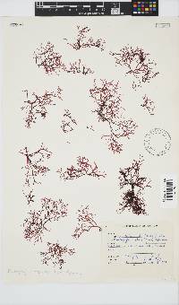 Rhodophyllis reptans image