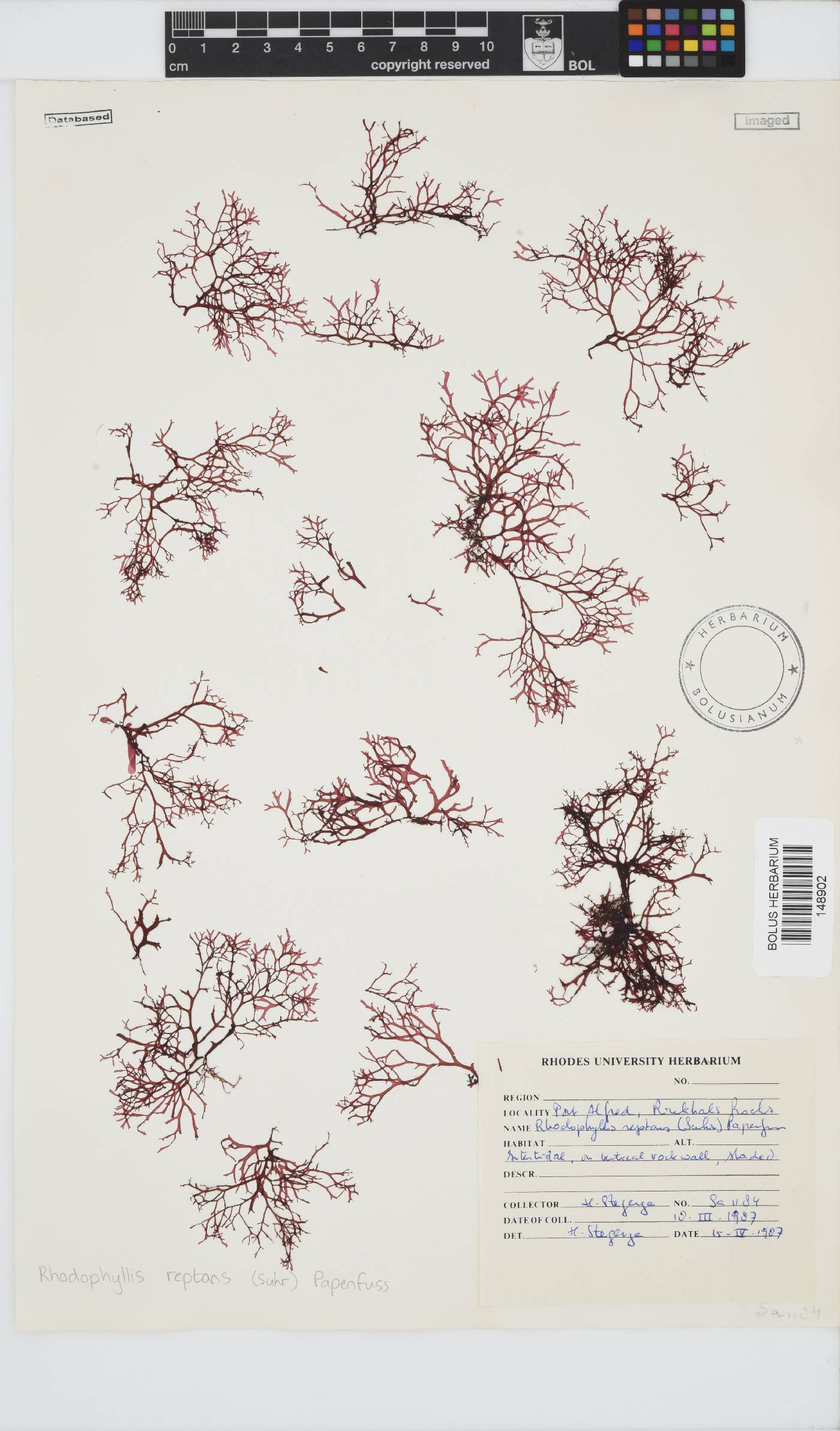 Rhodophyllis image