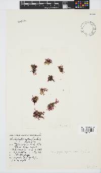 Rhodophyllis reptans image