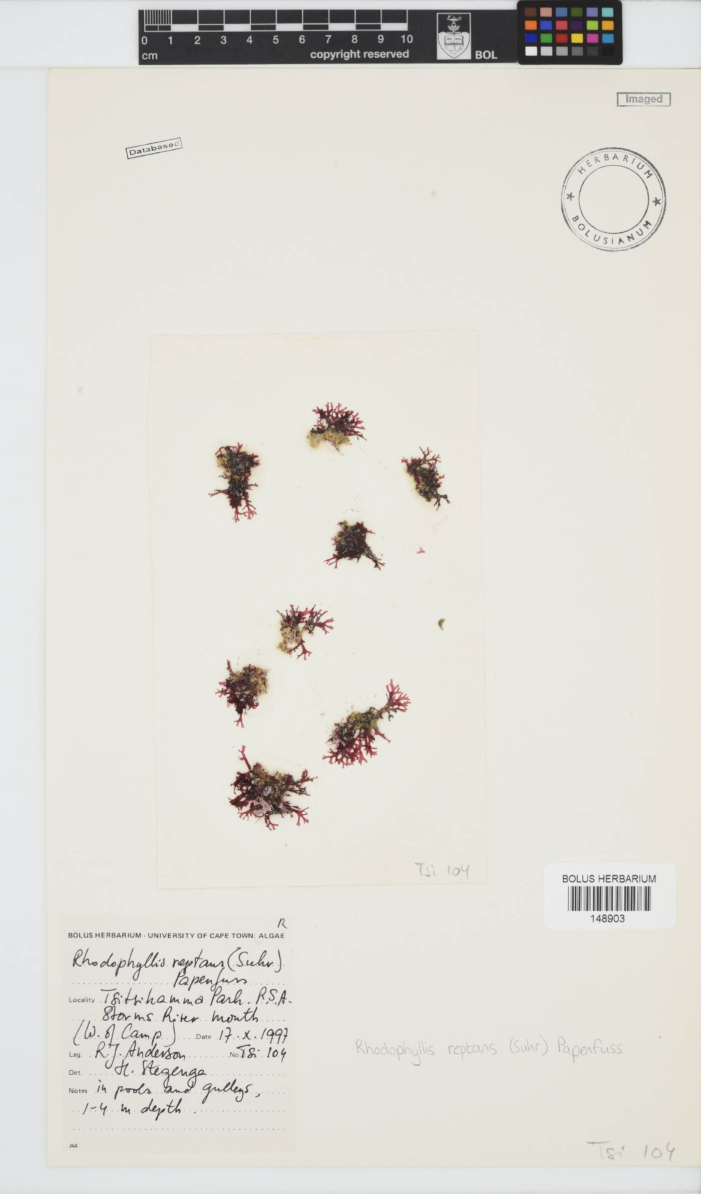 Rhodophyllis reptans image