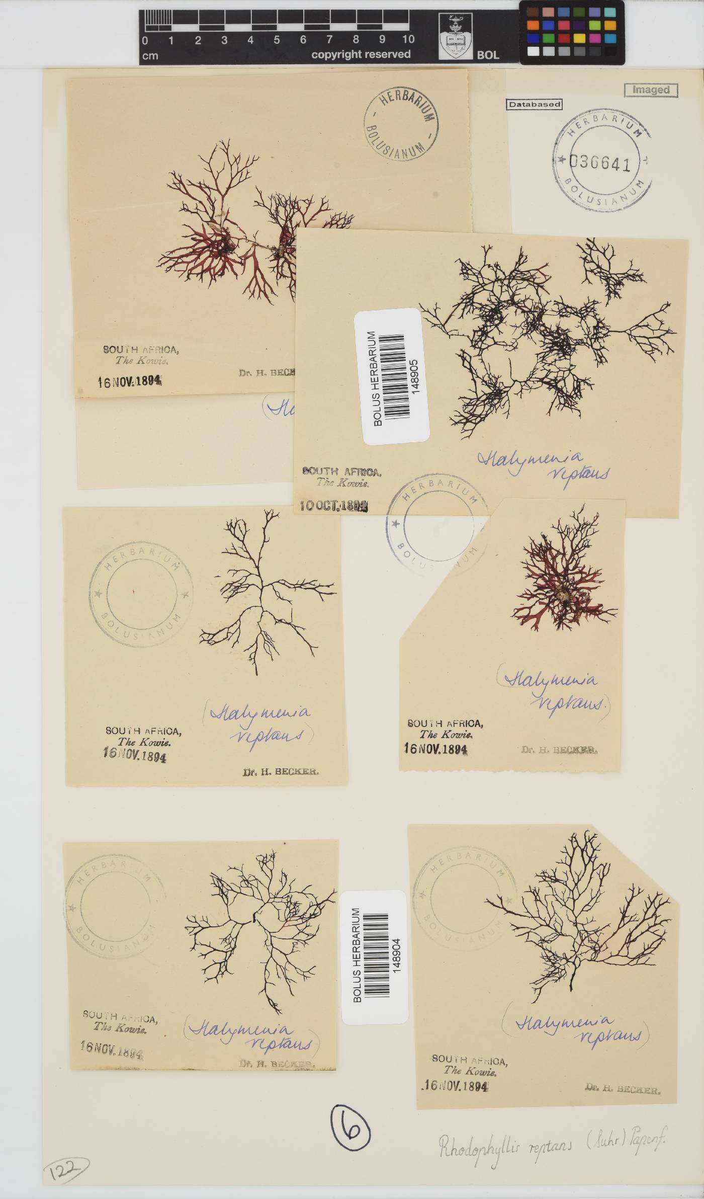 Rhodophyllis reptans image