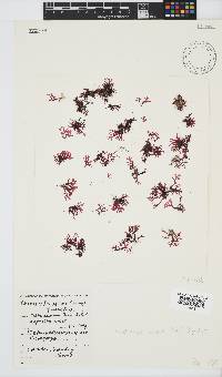 Rhodophyllis reptans image