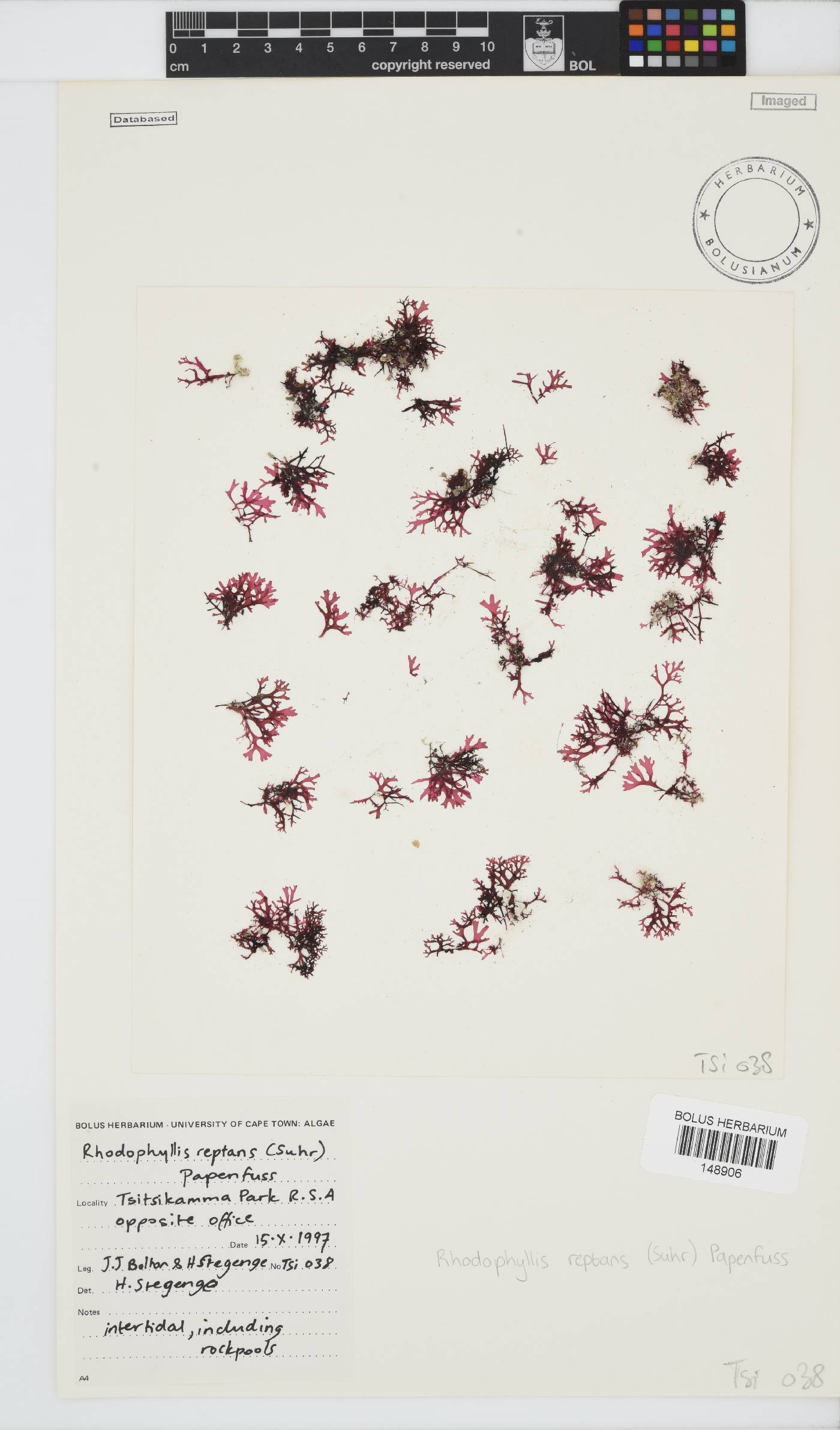Rhodophyllis reptans image