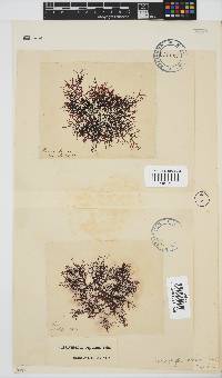 Rhodophyllis reptans image