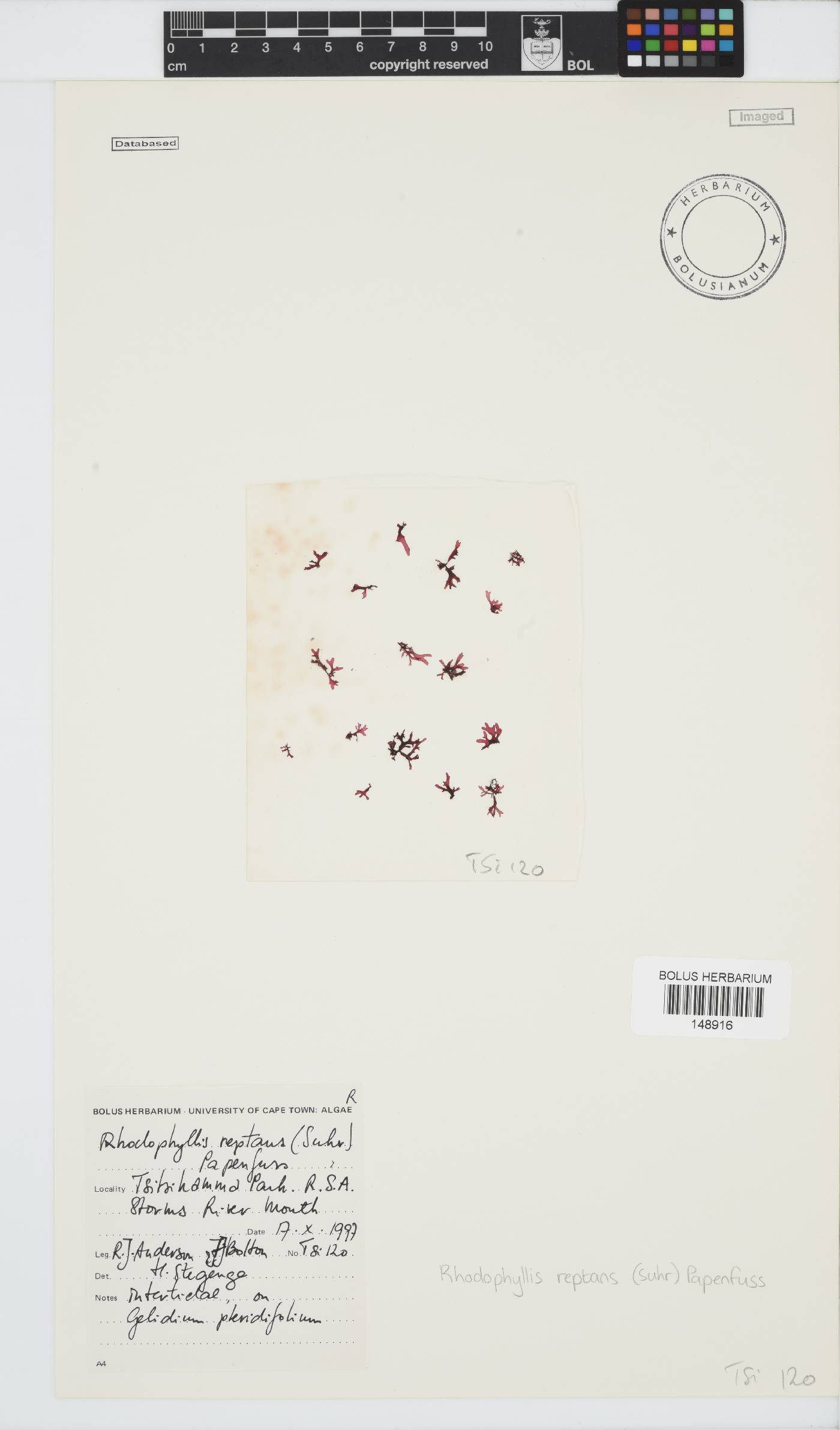 Rhodophyllis reptans image