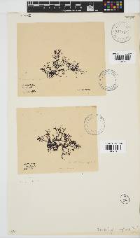 Rhodophyllis reptans image