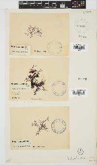 Rhodophyllis reptans image