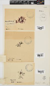 Rhodophyllis reptans image