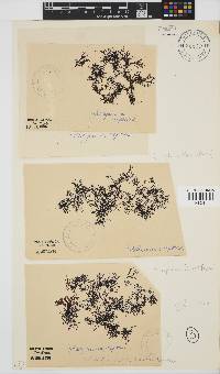 Rhodophyllis reptans image