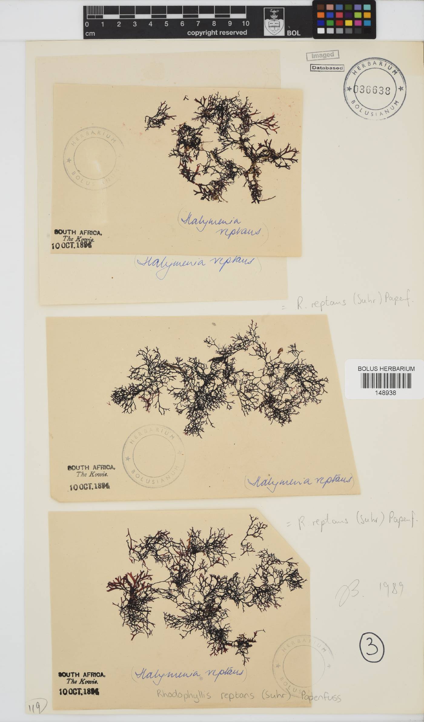 Rhodophyllis reptans image
