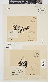 Rhodophyllis reptans image